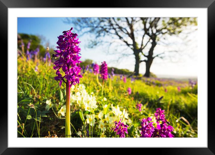 Wild flowers Framed Mounted Print by Ashley Cooper