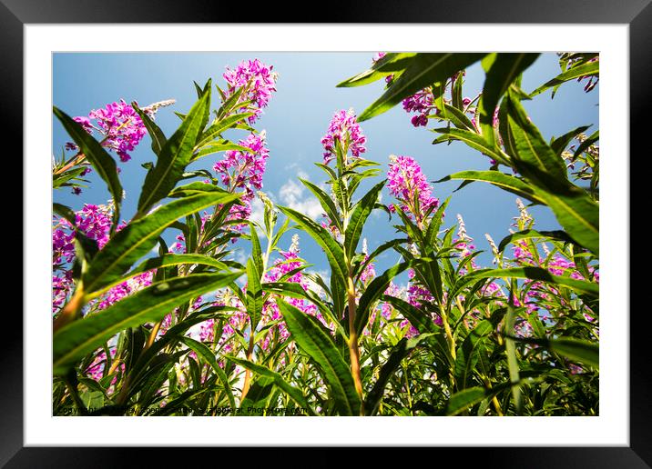 Willowherb Framed Mounted Print by Ashley Cooper