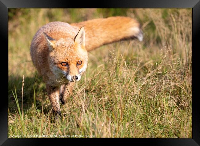 A fox stalking in the grass Framed Print by David Merrifield