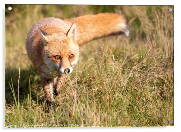A fox stalking in the grass Acrylic by David Merrifield