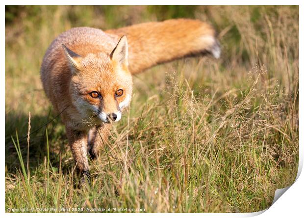 A fox stalking in the grass Print by David Merrifield