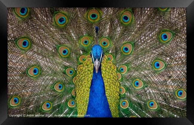 Peacock  Framed Print by Robin Hunter