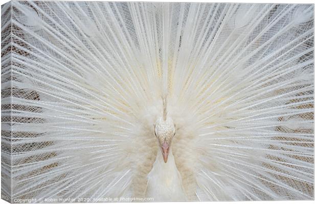 White Peacock Canvas Print by Robin Hunter