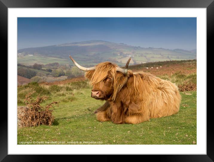 A Highland cow sunning himself on Dartmoor Framed Mounted Print by David Merrifield