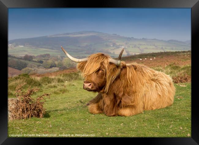 A Highland cow sunning himself on Dartmoor Framed Print by David Merrifield