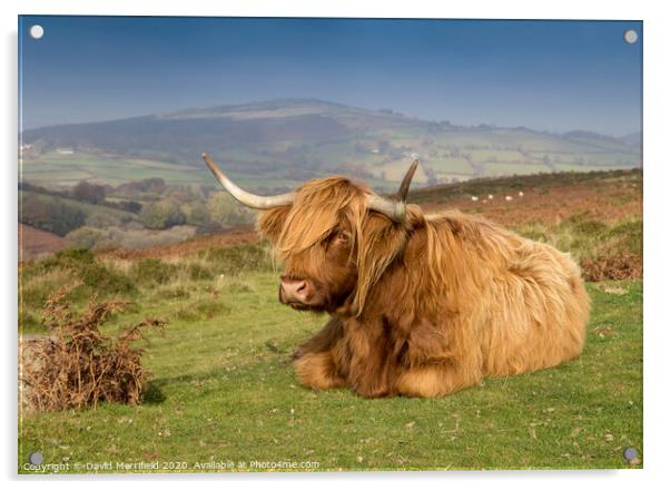 A Highland cow sunning himself on Dartmoor Acrylic by David Merrifield