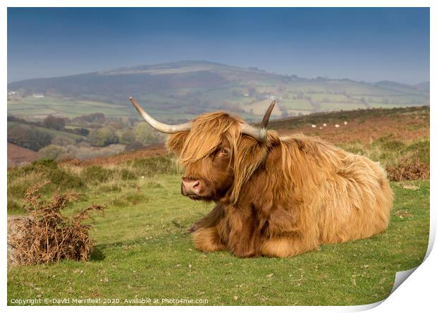 A Highland cow sunning himself on Dartmoor Print by David Merrifield