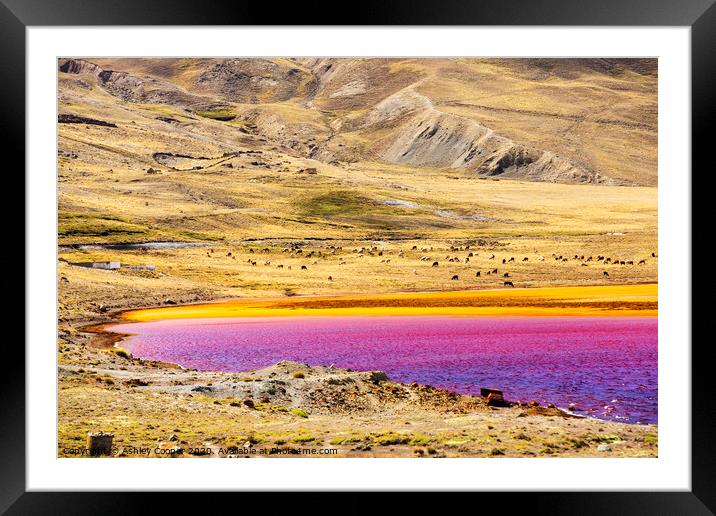 Pink pond Framed Mounted Print by Ashley Cooper