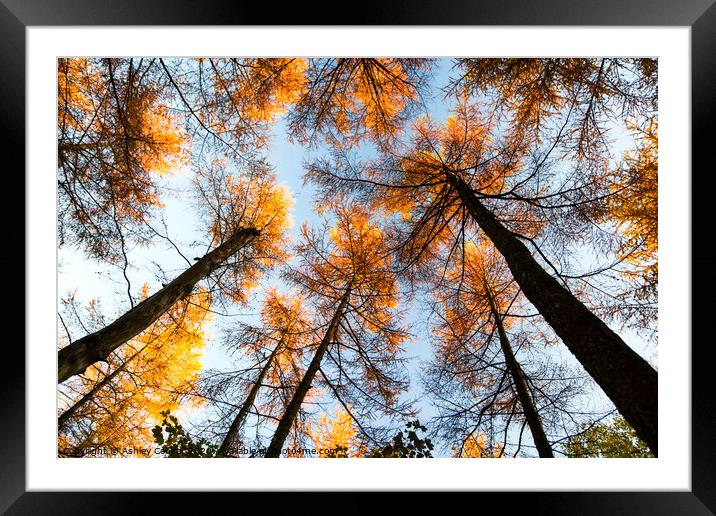 Larch Framed Mounted Print by Ashley Cooper
