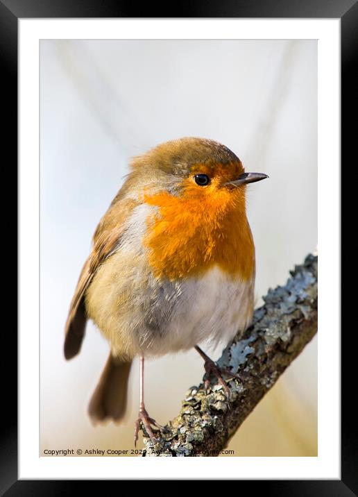 A small bird sitting on a branch Framed Mounted Print by Ashley Cooper