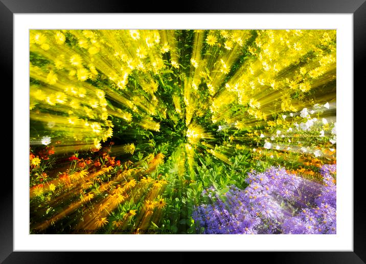 Flower zoom Framed Mounted Print by Ashley Cooper