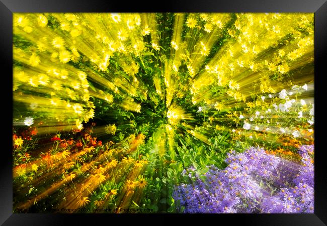 Flower zoom Framed Print by Ashley Cooper