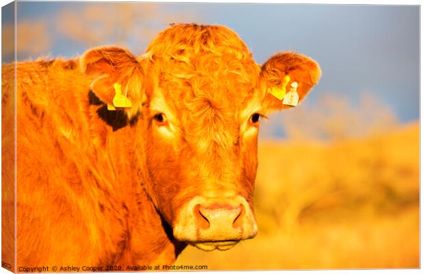 Brown cow Canvas Print by Ashley Cooper