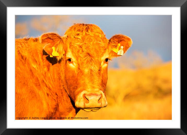 Brown cow Framed Mounted Print by Ashley Cooper
