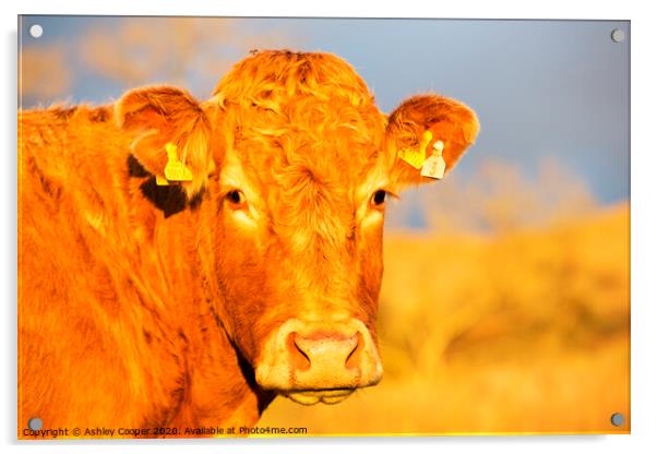 Brown cow Acrylic by Ashley Cooper
