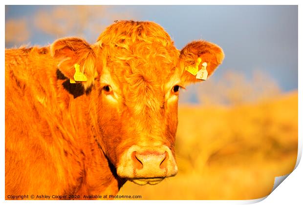 Brown cow Print by Ashley Cooper