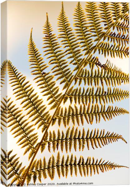 Fern frond Canvas Print by Ashley Cooper