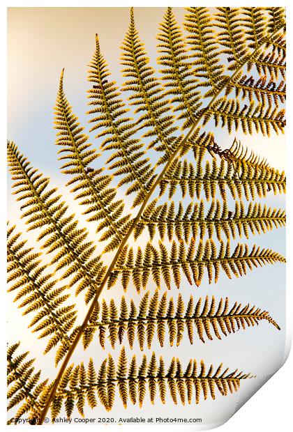 Fern frond Print by Ashley Cooper