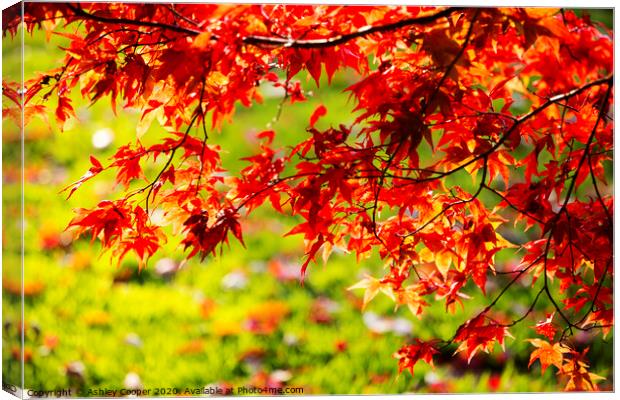 Acer red. Canvas Print by Ashley Cooper