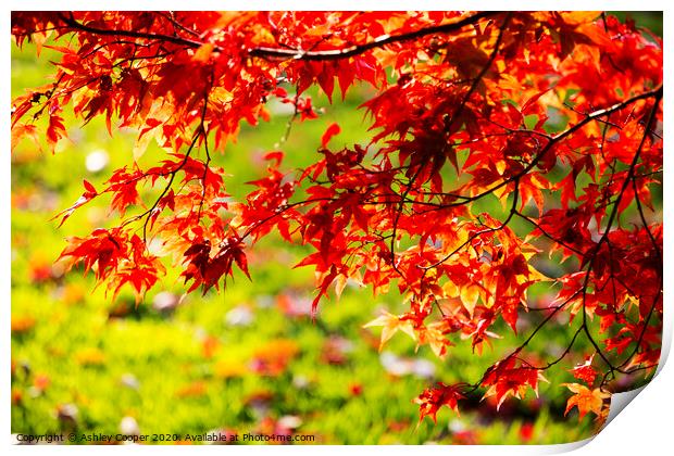 Acer red. Print by Ashley Cooper