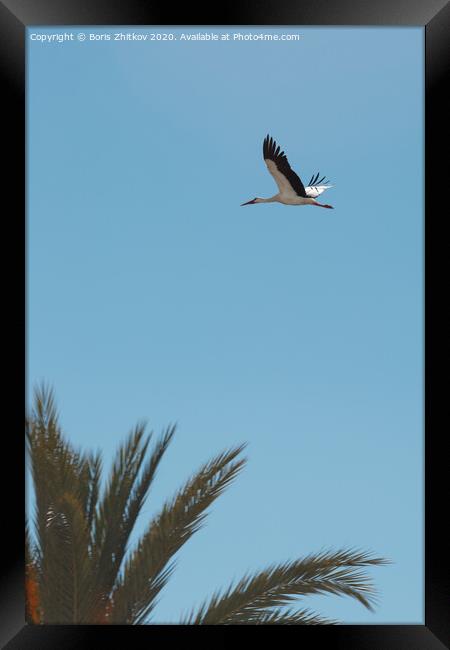 Flying stork. Framed Print by Boris Zhitkov