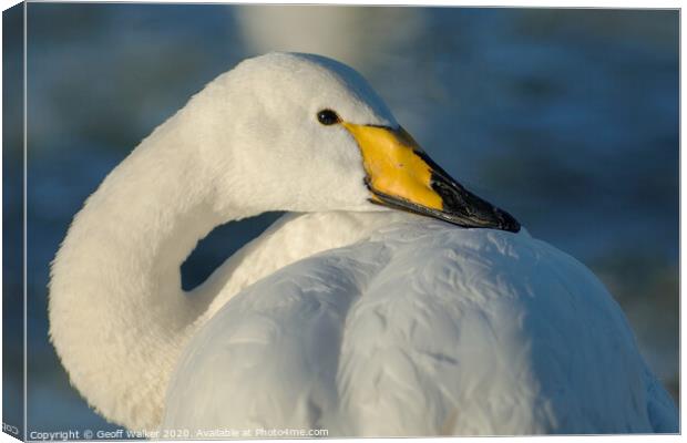 Whooper Swan resting  Canvas Print by Geoff Walker