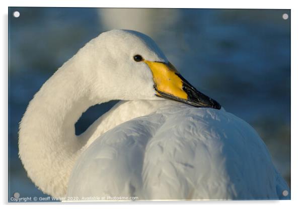 Whooper Swan resting  Acrylic by Geoff Walker