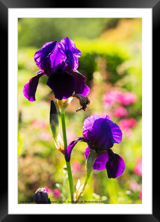 Purple Iris Framed Mounted Print by Ashley Cooper
