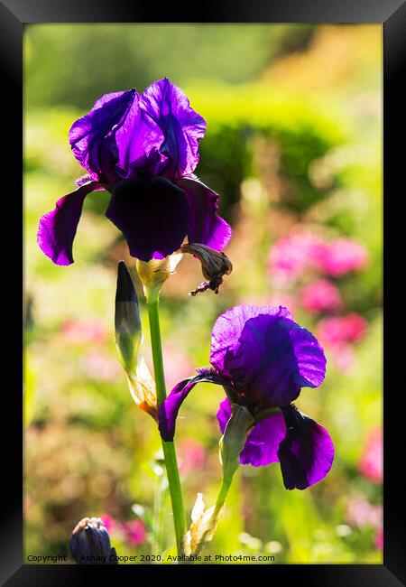 Purple Iris Framed Print by Ashley Cooper