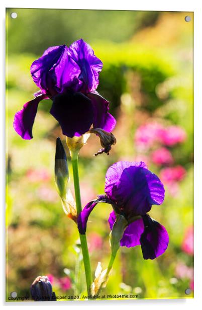 Purple Iris Acrylic by Ashley Cooper