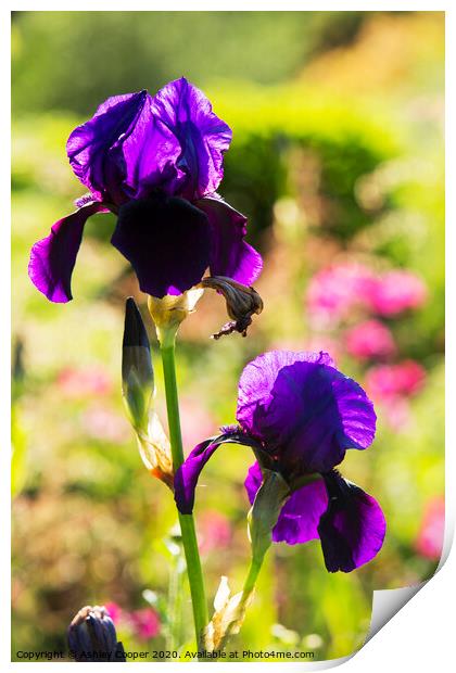 Purple Iris Print by Ashley Cooper