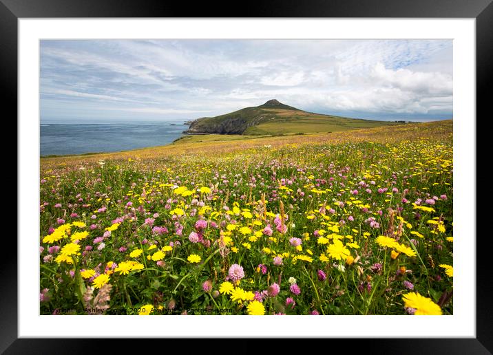 Hay meadow Framed Mounted Print by Ashley Cooper