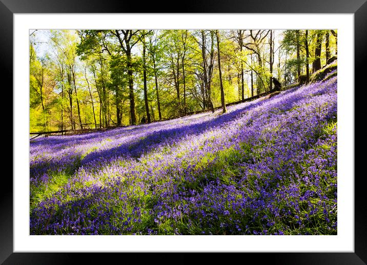 Woodland Spring Framed Mounted Print by Ashley Cooper
