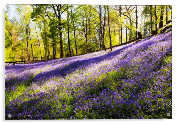 Woodland Spring Acrylic by Ashley Cooper