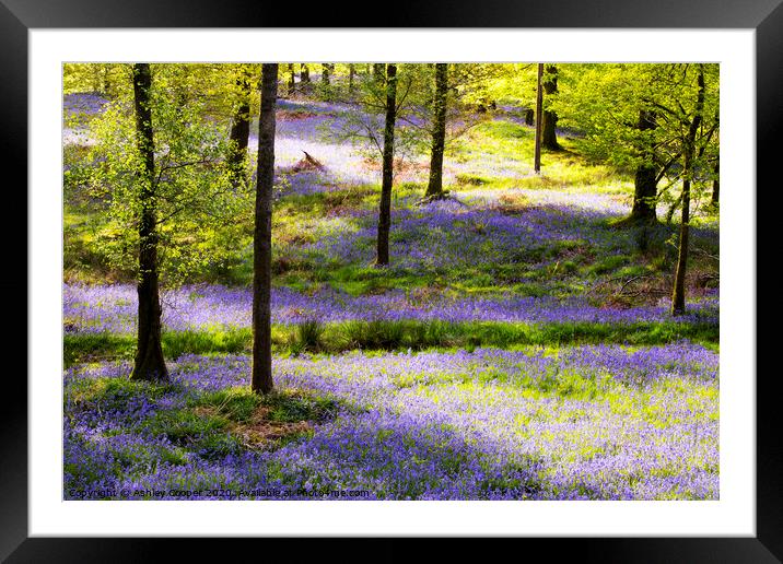 Blue wood. Framed Mounted Print by Ashley Cooper