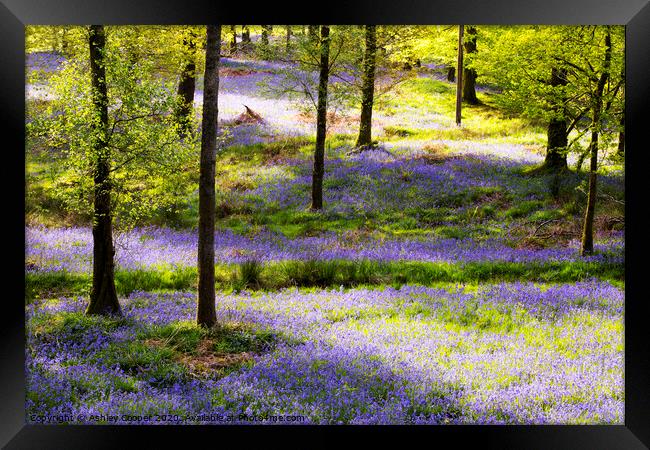 Blue wood. Framed Print by Ashley Cooper