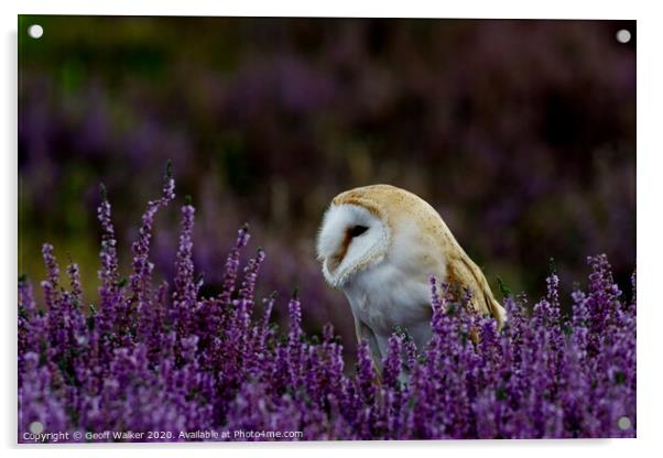 Barn owl  sat amongst heather Acrylic by Geoff Walker