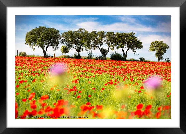 Beauty. Framed Mounted Print by Ashley Cooper