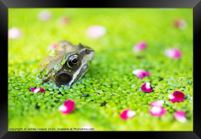 Frog pond Framed Print by Ashley Cooper
