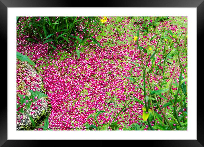 pink pond Framed Mounted Print by Ashley Cooper