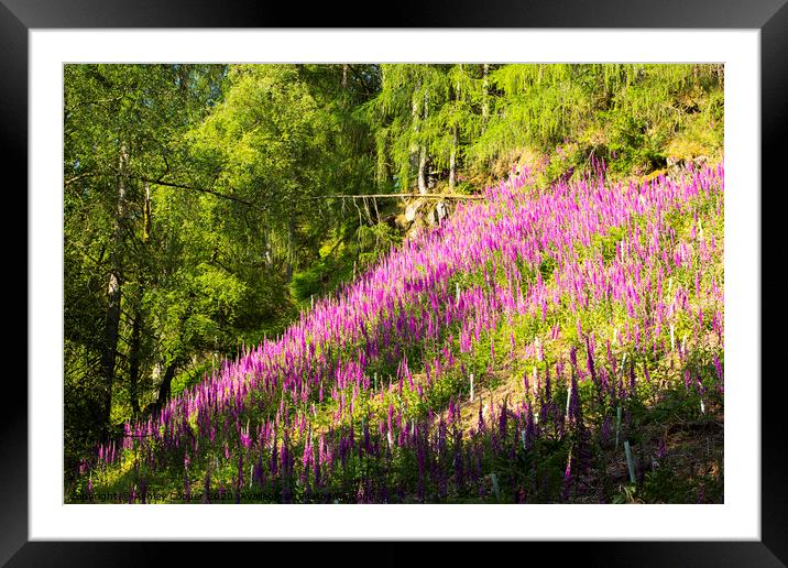 Foxgloves Framed Mounted Print by Ashley Cooper