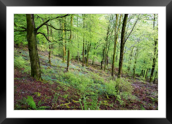 Woodland floor Framed Mounted Print by Ashley Cooper