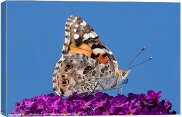 Painted lady butterfly  Canvas Print by Geoff Walker