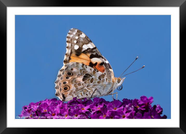 Painted lady butterfly  Framed Mounted Print by Geoff Walker