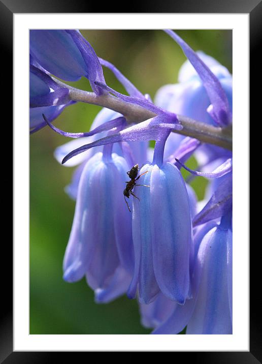 Ant on bluebell Framed Mounted Print by Sarah Miles