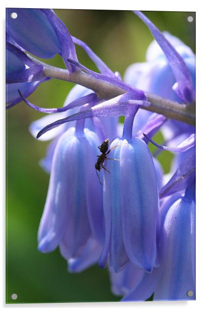 Ant on bluebell Acrylic by Sarah Miles