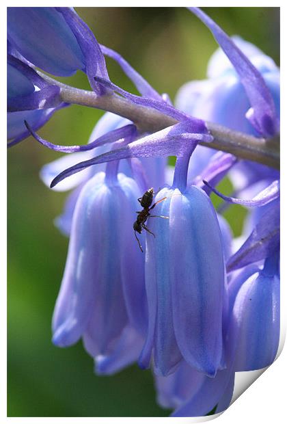 Ant on bluebell Print by Sarah Miles