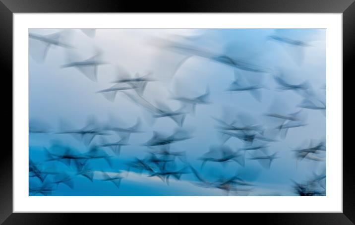 Abstract photo from flying seagulls, long exposure picture Framed Mounted Print by Arpad Radoczy