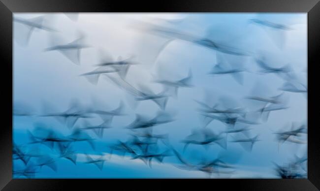 Abstract photo from flying seagulls, long exposure picture Framed Print by Arpad Radoczy