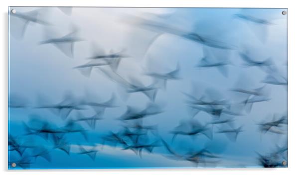 Abstract photo from flying seagulls, long exposure picture Acrylic by Arpad Radoczy